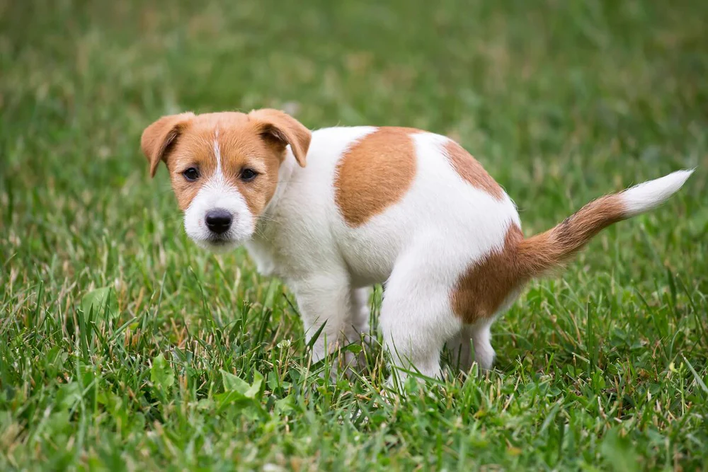 Dog Poop: What It Reveals About Your Dog’s Health