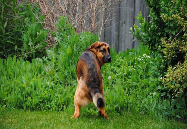 Dog Poop Odor: Vet-Approved Tips to Reduce Smell