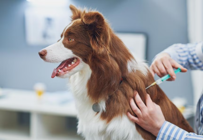 Dog Post Vaccine Care: Vet-Approved Signs to Watch