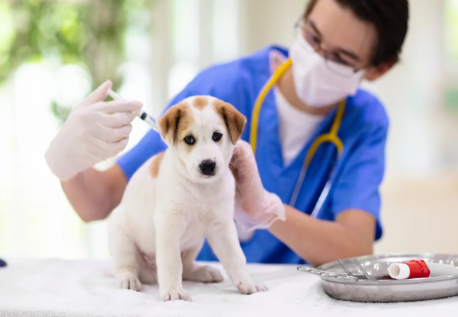 Dog Post Vaccine Care 2025: Vet Approved Tips 💉🐶