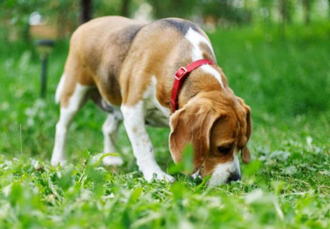 Dog Sense of Smell: Vet-Approved Guide