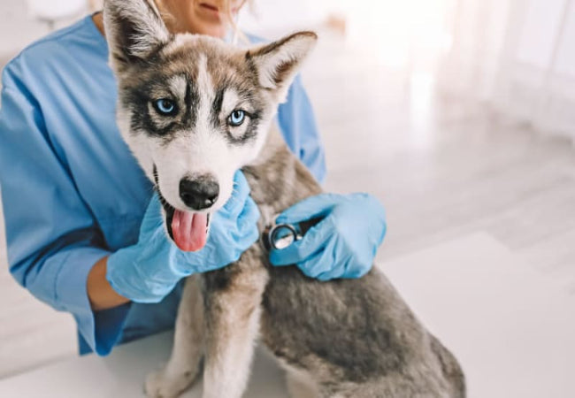 Dog Vaccinations 2025: Vet-Approved Guide to Protection 💉🐶
