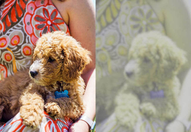 Dog Vision 2025: Vet-Approved Guide to How Dogs See the World 🐕✨