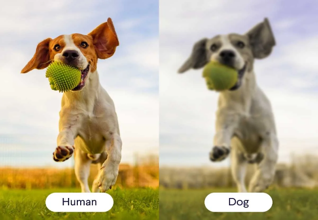 Dog Vision: Vet-Approved Insights on How Dogs See the World