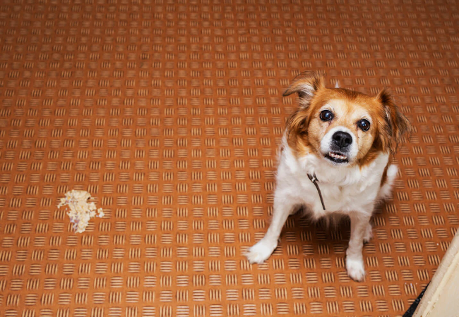 Dog Vomiting: Vet-Approved Causes & When to Seek Help
