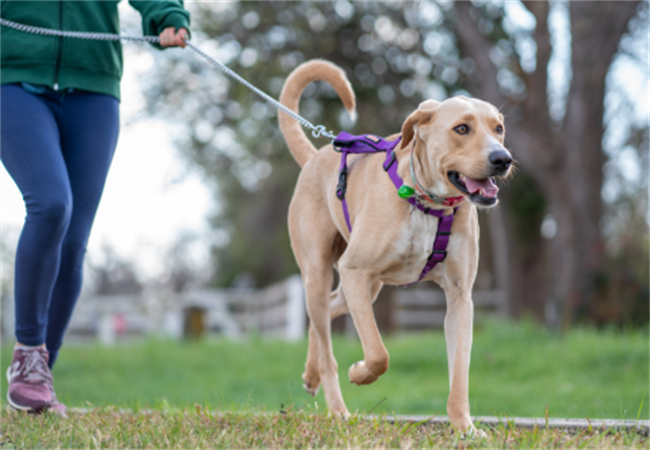 Dog Walking: City vs Countryside – Vet Gear Guide