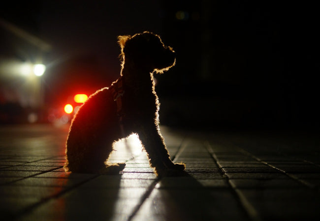Dog Walking at Night: Vet-Approved Safety Gear