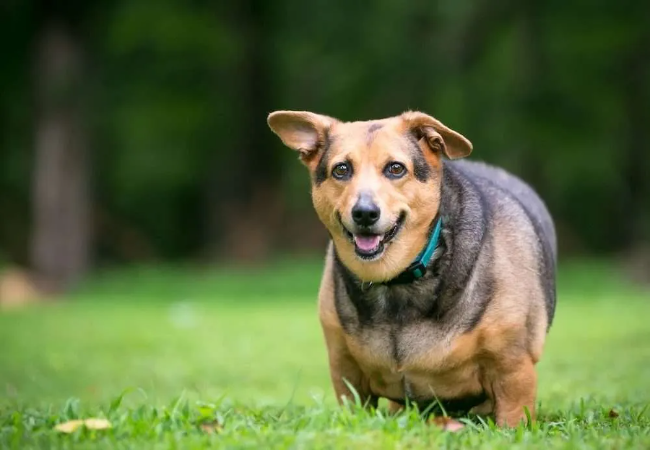 Dog Weight: Vet-Approved Guide to Overweight, Underweight & Ideal