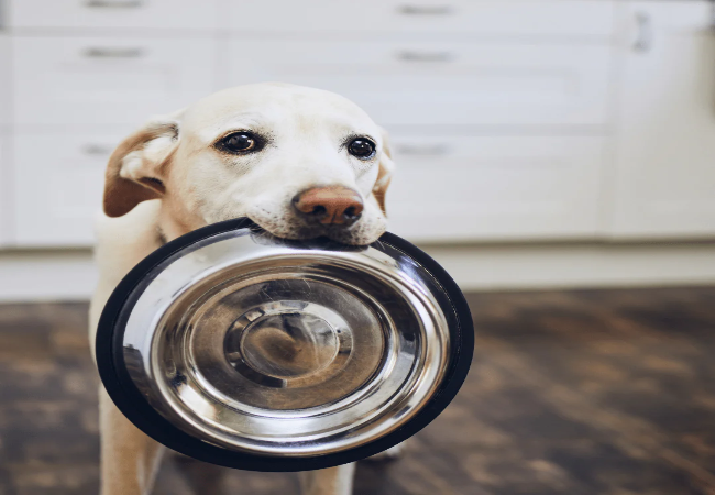 Feed Treats the Right Way: Vet Tips on Timing, Types & Training