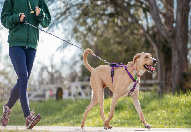 Fit a Dog Harness Correctly – Vet Tips for Comfort