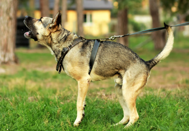 From Chaos to Calm: Vet-Approved Gear for Reactive Dogs