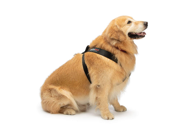 Front Clip Harness: Vet-Approved Guide to Safe Walks