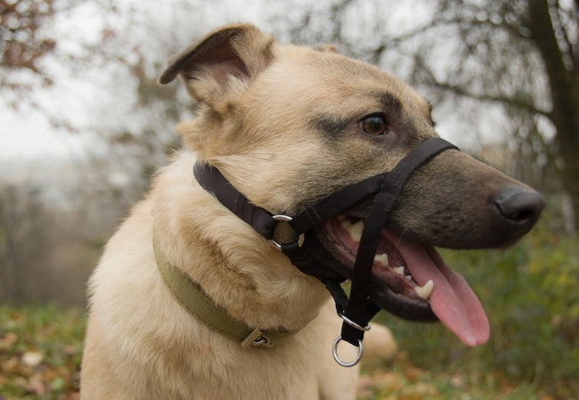 Harness vs Head Halter: Vet Recommended Guide