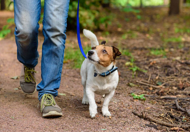 Is Your Dog’s Leash Hurting Them? Vet’s Safety Guide