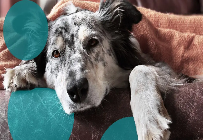 Is Your Puppy Sick? Vet-Reviewed Early Warning Signs