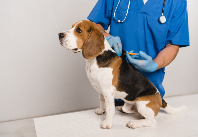 Keep Your Dog Entertained: 10 Vet-Approved Tips