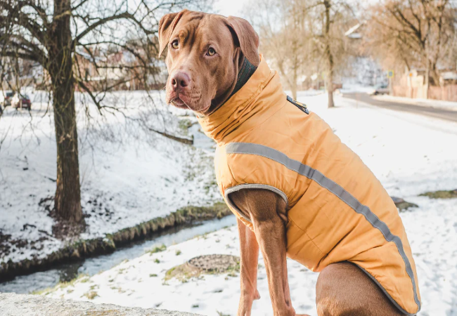 Keep Your Dog Warm 2025: Vet-Approved Winter Comfort Tips ❄️🐶