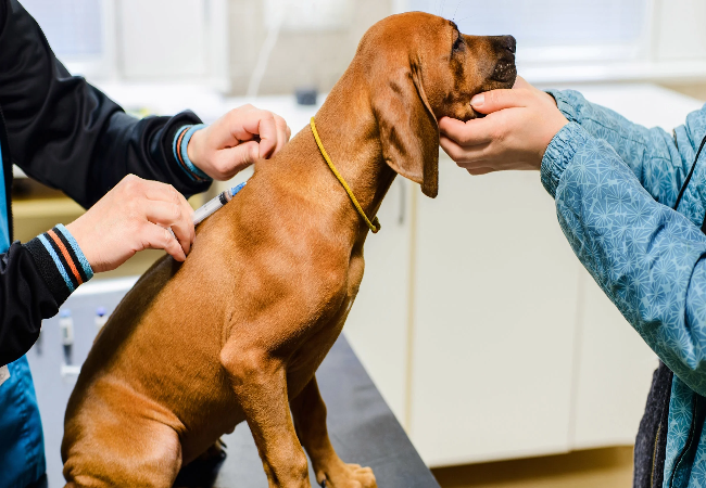 Kennel Cough in Dogs: Vet-Approved Causes & Care