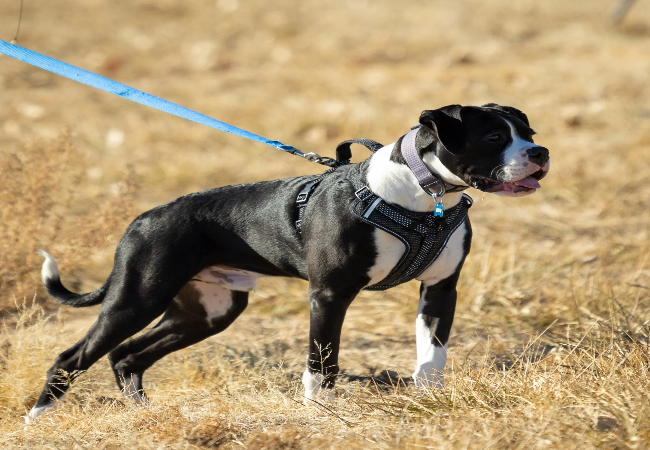 Leash Reactivity in Dogs 2025: Vet-Approved Causes & Tips 🐾🐶