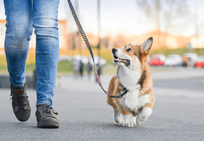 Loose Leash Walking: Vet-Backed Strategy & Tools
