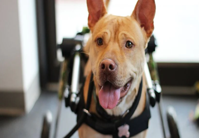 Managing Dog Arthritis 2025: Vet-Approved Tips for Mobility 🐾🐶