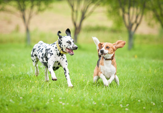 One Dog vs Multiple Dogs: Vet-Approved Pros & Cons