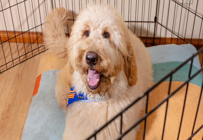 Potty Training a Puppy: Vet-Approved Fast, Stress Free Method