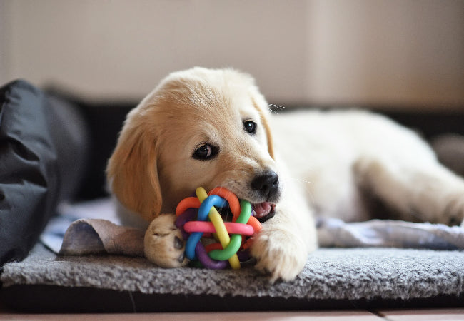 Preparing for a New Puppy: Vet’s Checklist for First Time Owners
