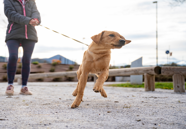 Prevent Dog Pulling on Walks – Vet’s Step by Step