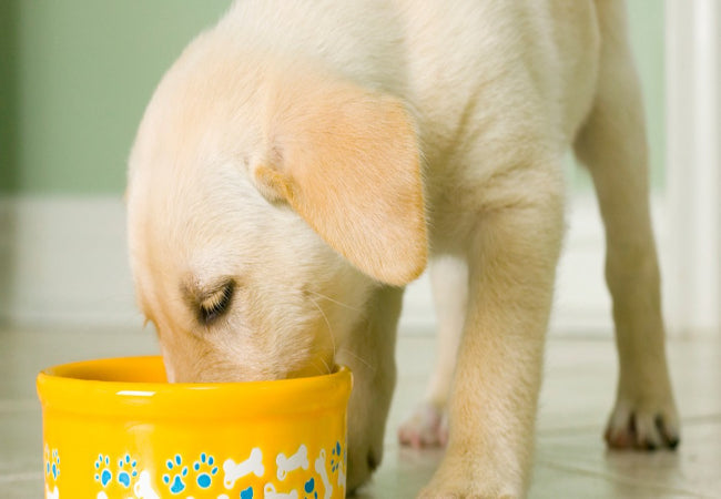 Puppy Feeding Guide 2025 Vet-Approved Chart & Tips 🐶🥩