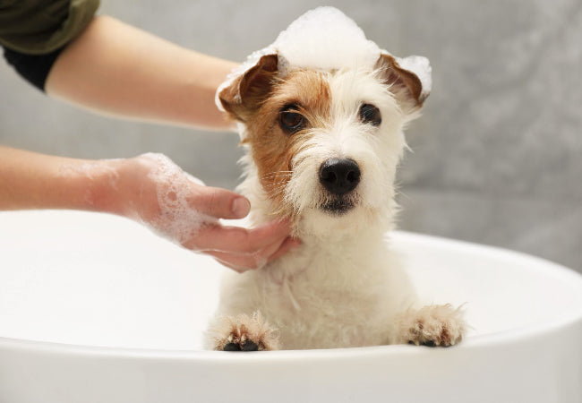 Puppy Grooming: Vet Guide to Bathing, Brushing & Nail Care
