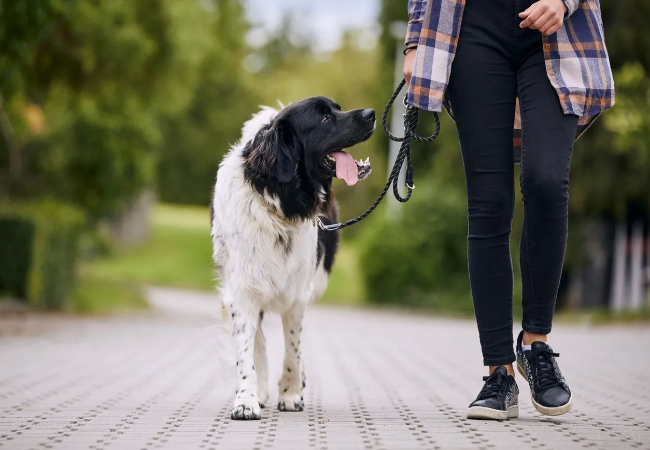 Puppy Leash Reactivity: Causes & Prevention Tips