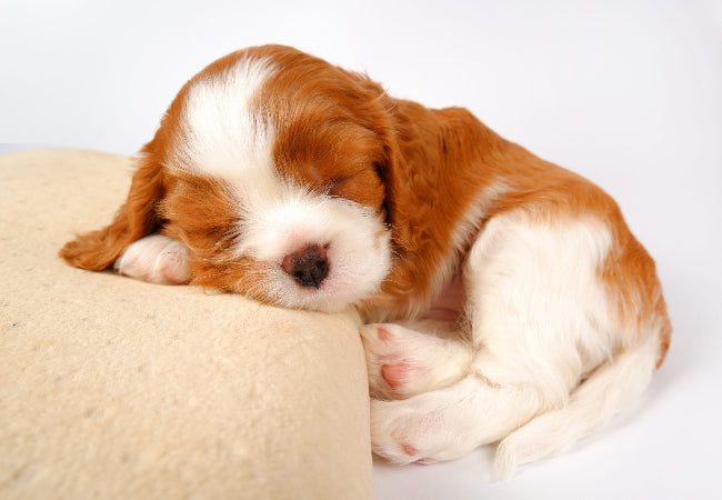Puppy Naps 2025: Vet’s Guide to How Much Sleep Puppies Need 🛌🐶