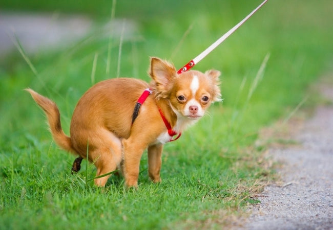 Puppy Poop: Vet-Reviewed Guide to Stool & Health
