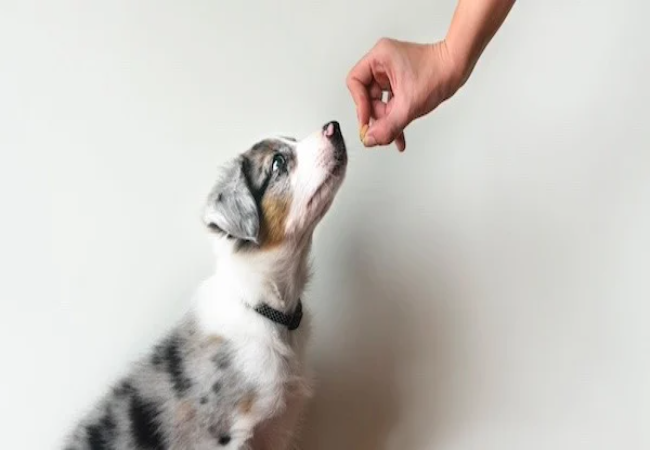 Puppy Proofing Your Home 2025: Vet’s Checklist for Safety & Sanity 🏡🐶