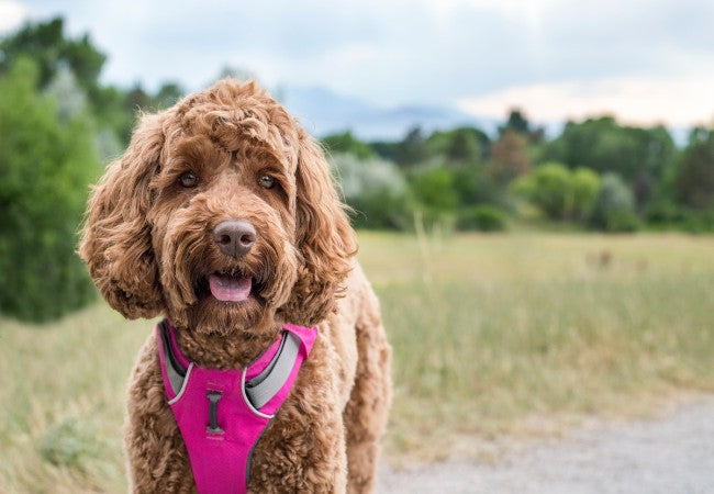Puppy Pulling on Leash: Vet Designed Solutions