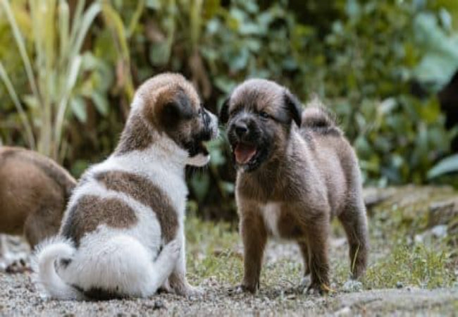 Puppy Socialization 2025: Vet-Approved Tips for Confident Puppies 🐶✨