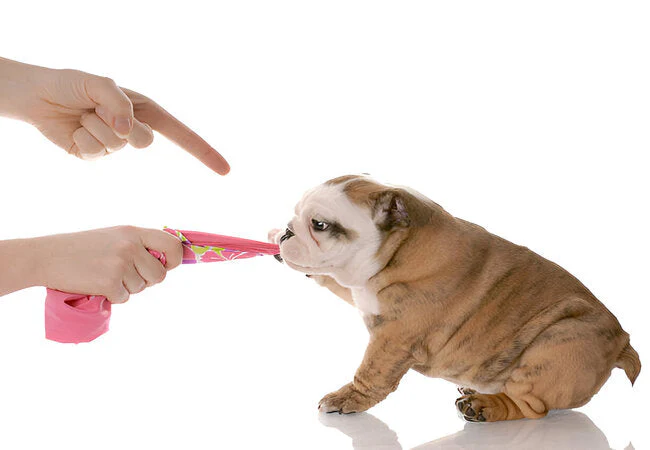 Puppy Training & Socialization: Vet-Approved Guide
