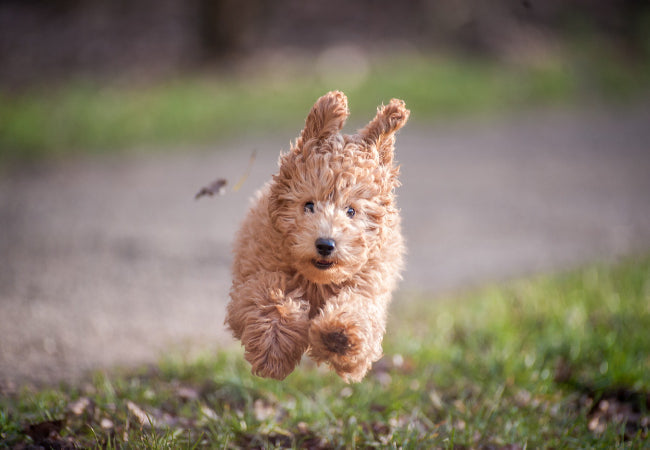 Puppy Zoomies: What They Mean & How to Handle Them