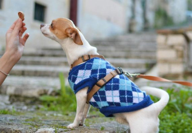 Puppy’s First Walk: Vet Tips for a Stress-Free Start