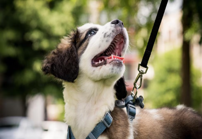 Raise a Confident Puppy 2025: Vet-Backed Socialization Tips 🐶🌟