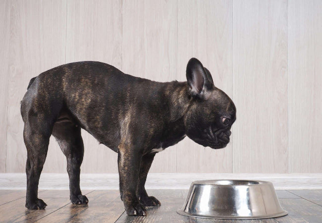 Raw vs Kibble vs Fresh Dog Food: Vet-Approved Feeding Guide