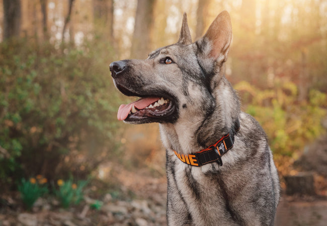 Reactive Dog Gear – Vet Approved for Calm & Control