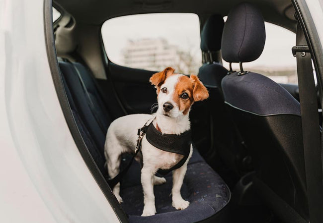 Safest Dog Harness for Car Travel – Vet-Approved 2025 🚗🐕