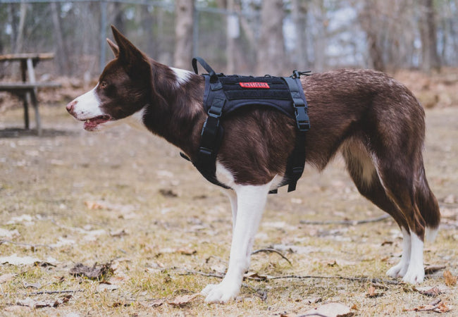 Science of the Y Front Harness – Vet Recommended
