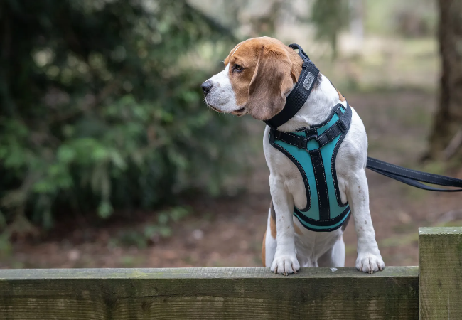 Shop Woopf – Dog Gear Made by Vets & Tested 2025 🐕✅