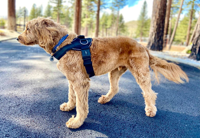 Should Puppies Wear Collars or Harnesses? Vet Explains