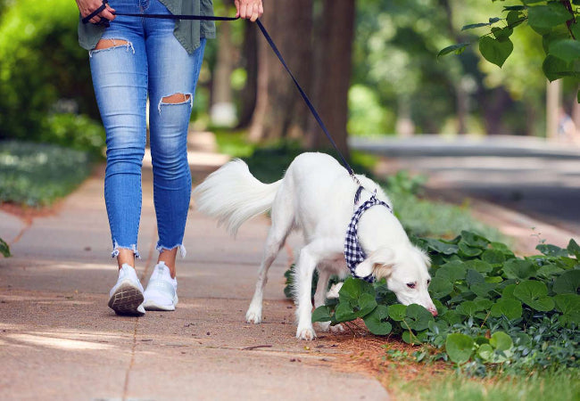Sniff Walks: Why Letting Dogs Smell Everything Is Good