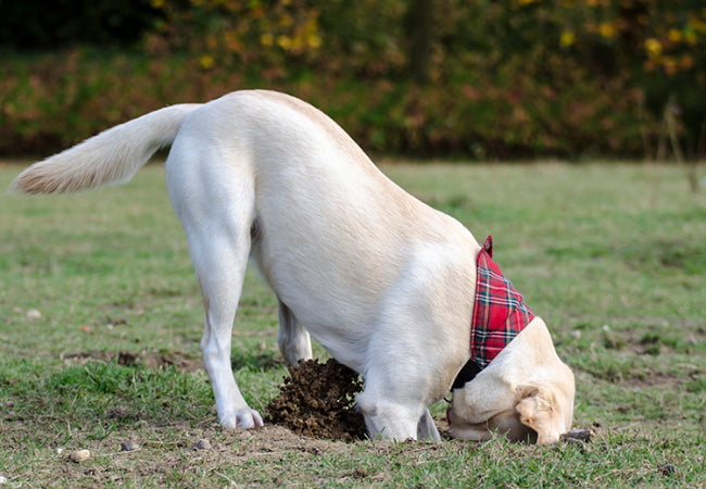 Stop Dog Digging 2025: Vet-Approved Expert Tips 🐾🏡