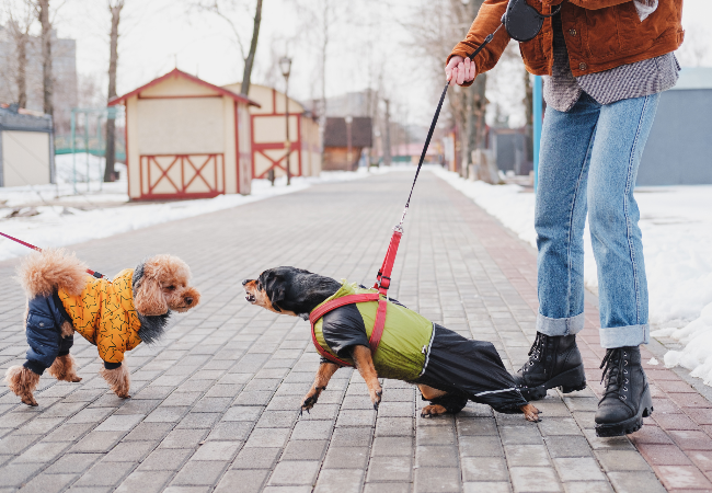 Stop Leash Reactivity Safely Vet-Approved Method